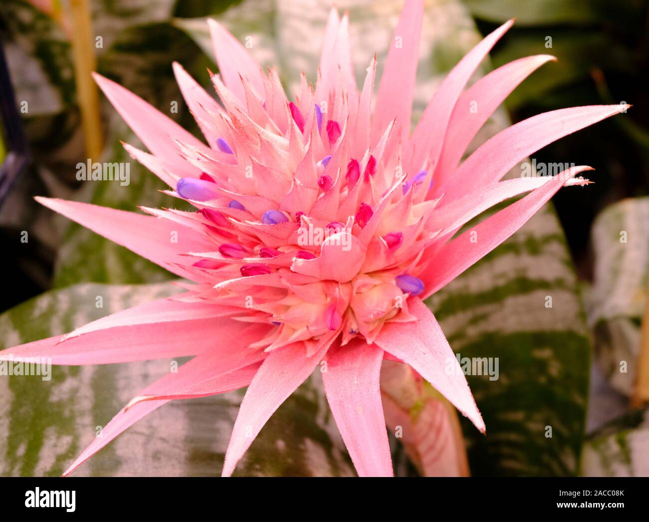 Centre pink flower of the Urn Plant (Aechmea fasciata Stock Photo - Alamy