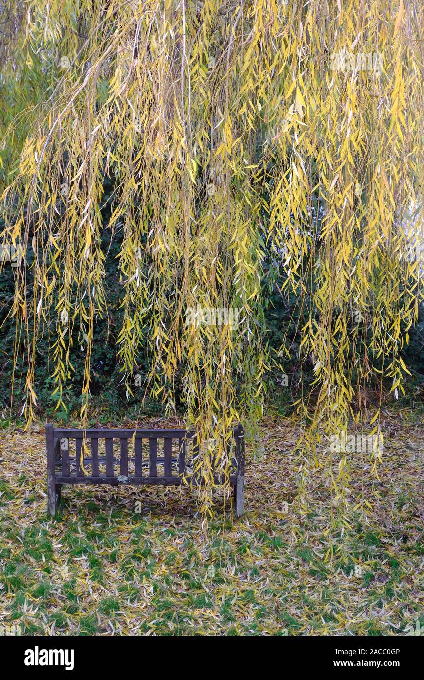 Garden bench under the pendulous branches of a Weeping Willow tree (Salix babylonica) in Autumn season in Susses, UK Stock Photo