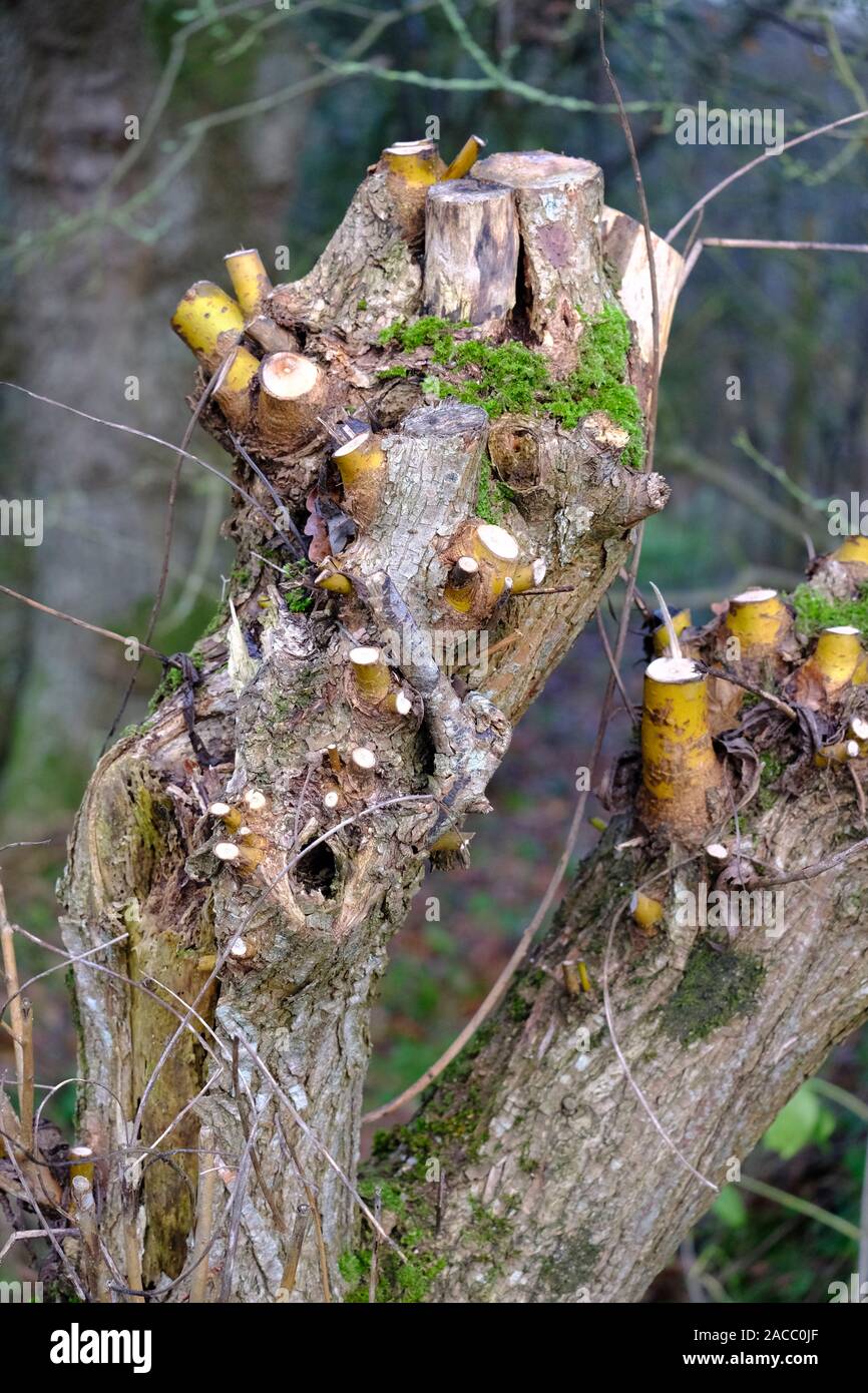 Winter pruning of small tree Stock Photo