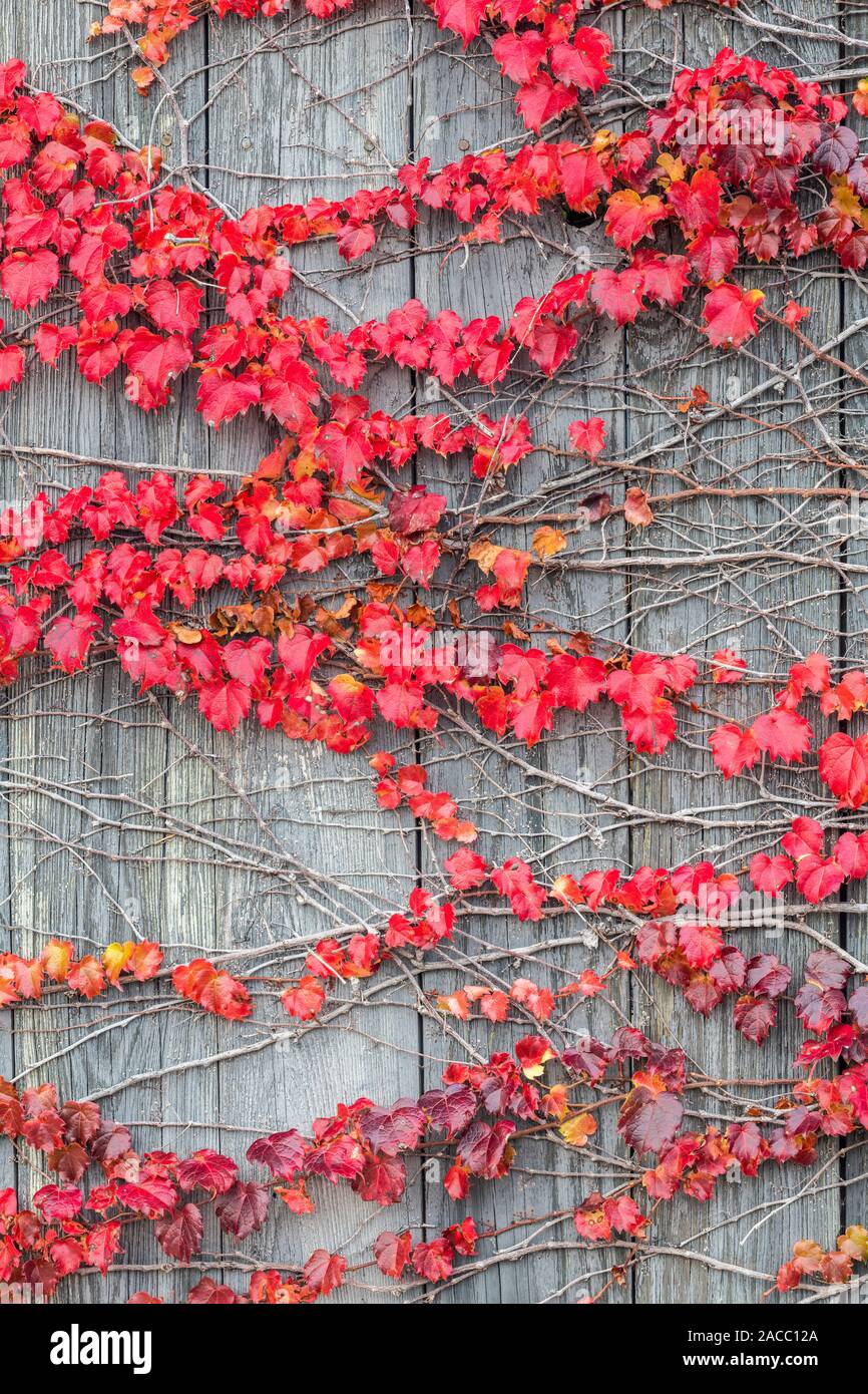 Growing on fence hi-res stock photography and images - Alamy