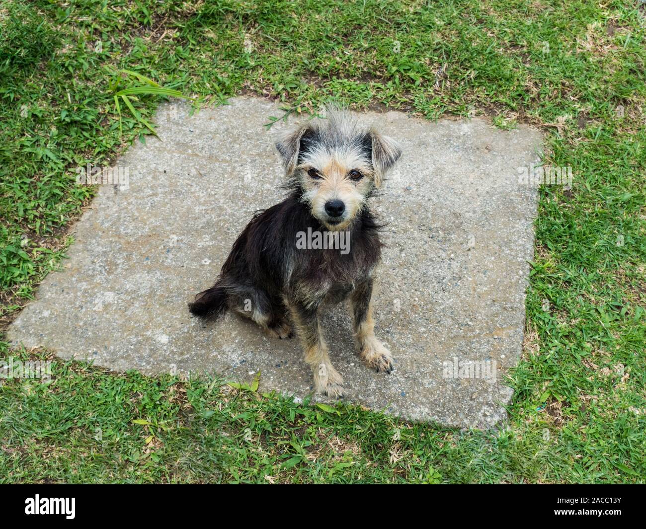 Abandoned small dog Stock Photo - Alamy