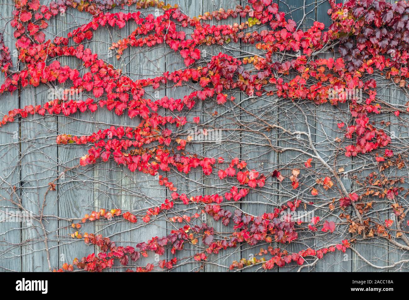 Vine growing on fence hi-res stock photography and images - Alamy