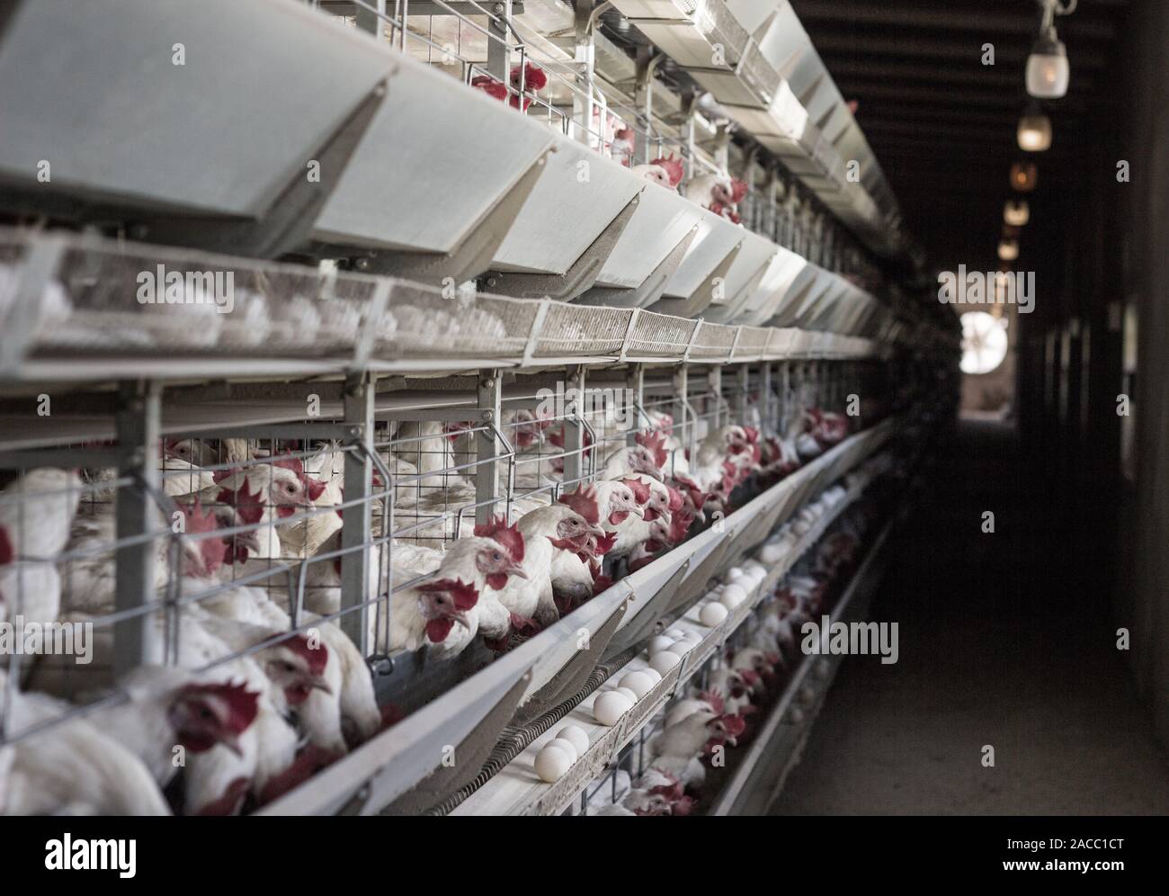 A building with a chicken coop for the production of eggs. Poultry farm ...