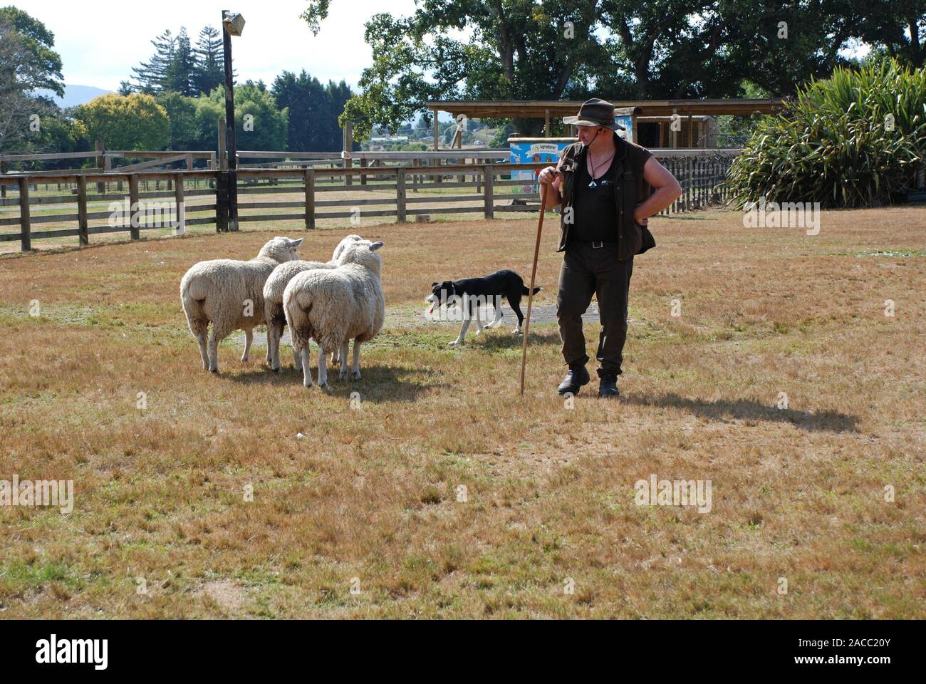 New Zealand Shepherd, sheep and dog Stock Photo