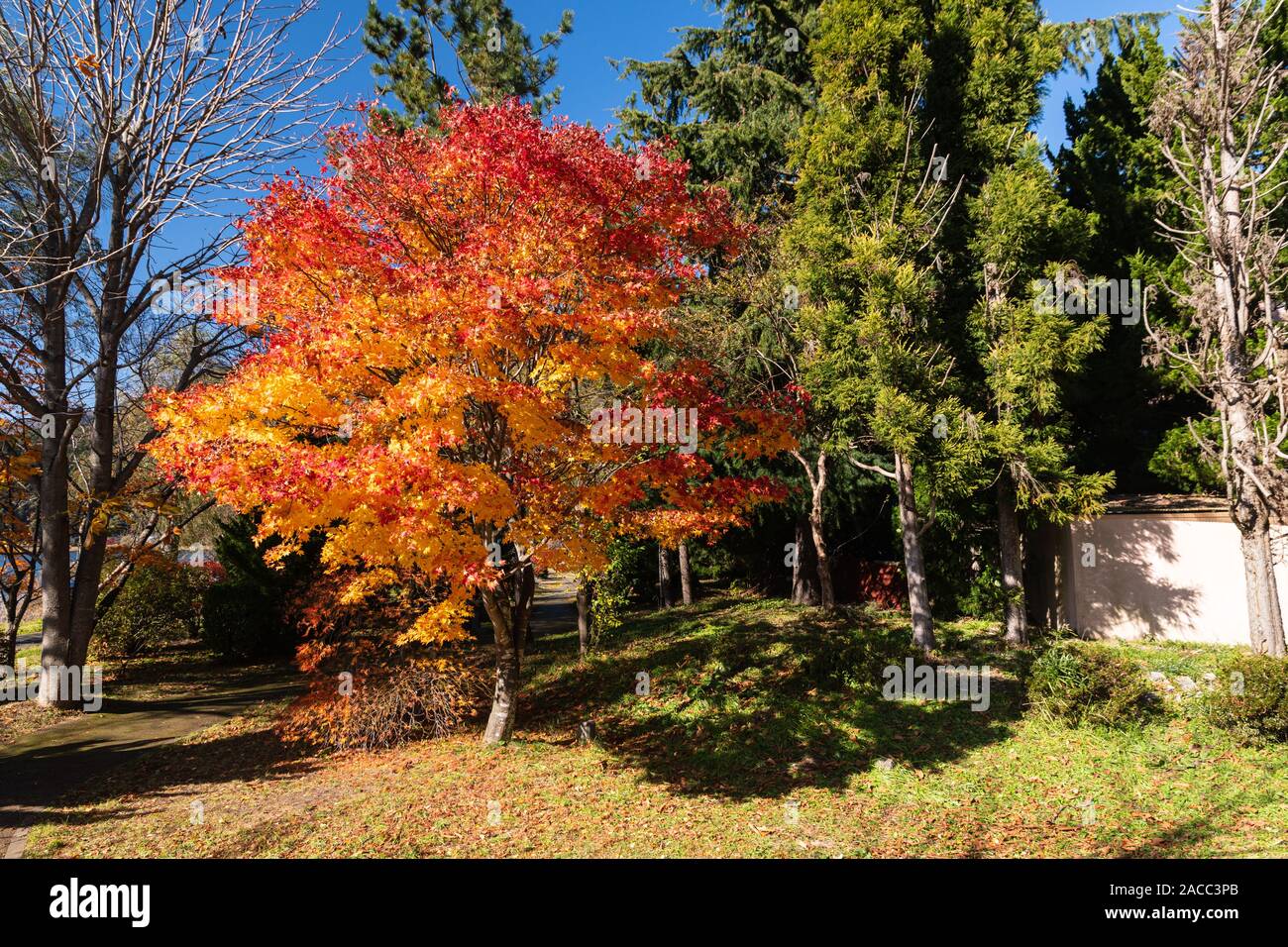 Tree colorful autumn leaves at park in day time Stock Photo - Alamy