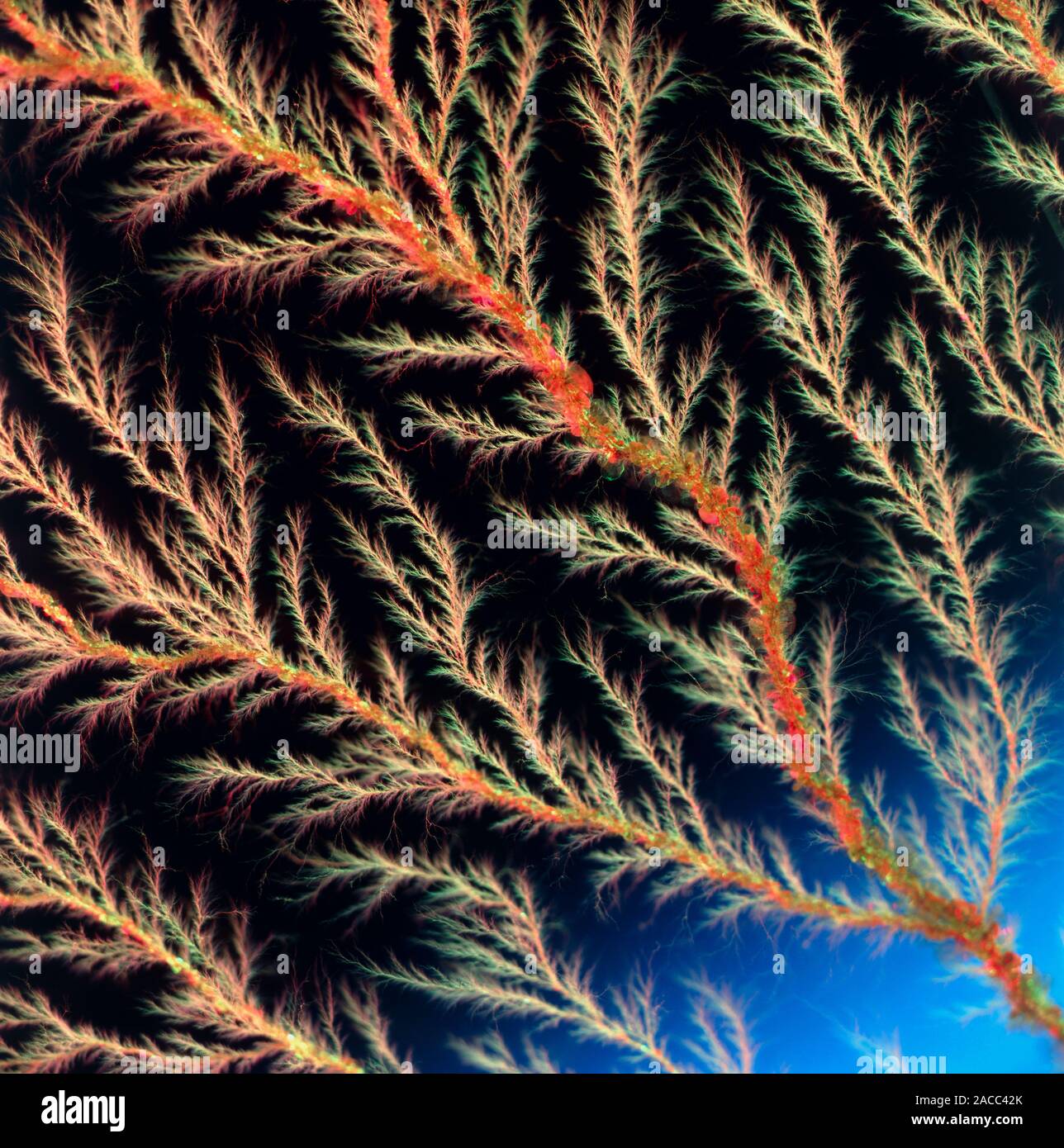 Electron tree. Part of an 'electron tree' produced in a block of