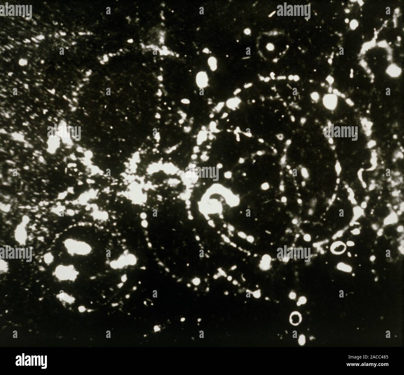 One of the first cloud chamber photographs showing the track of a