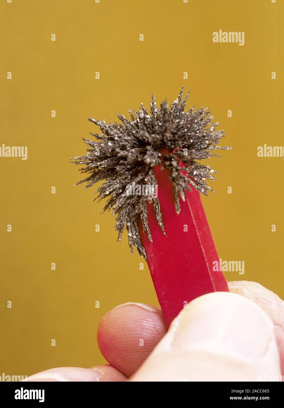 Iron filings attracted to one of the poles of a bar