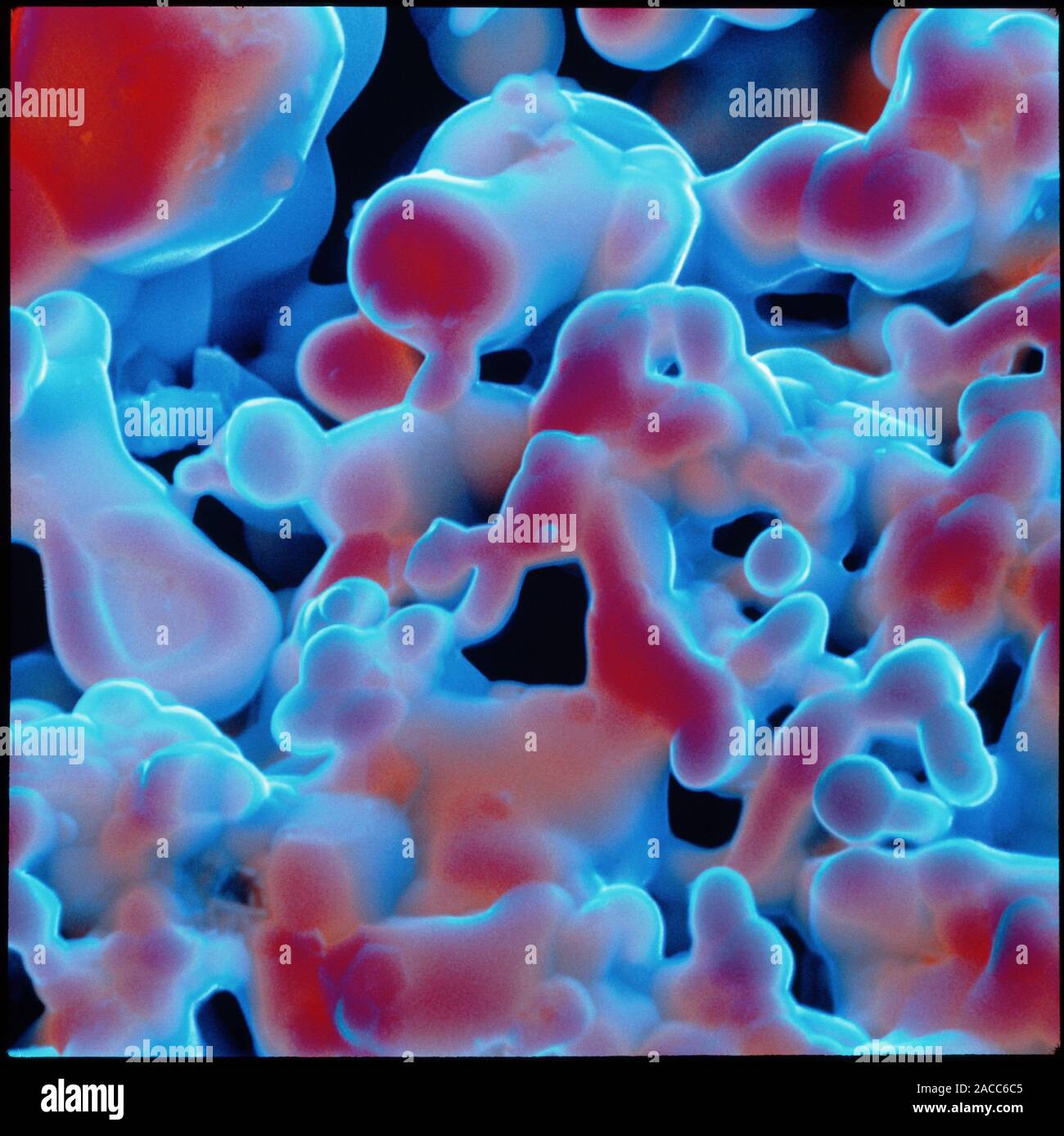 Ceramic hightemperature superconductor. Coloured scanning electron