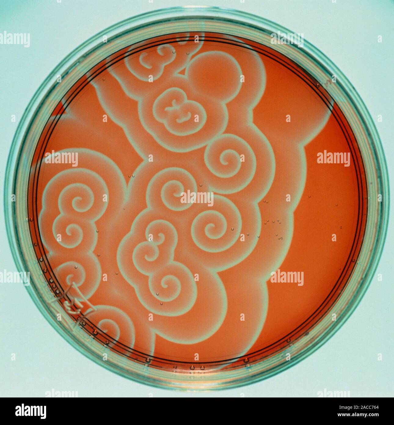 Two-dimensional waves of chemical change in a shallow dish containing Belousov-Zhabotinsky reagent. The waves radiate from point sources at a uniform Stock Photo
