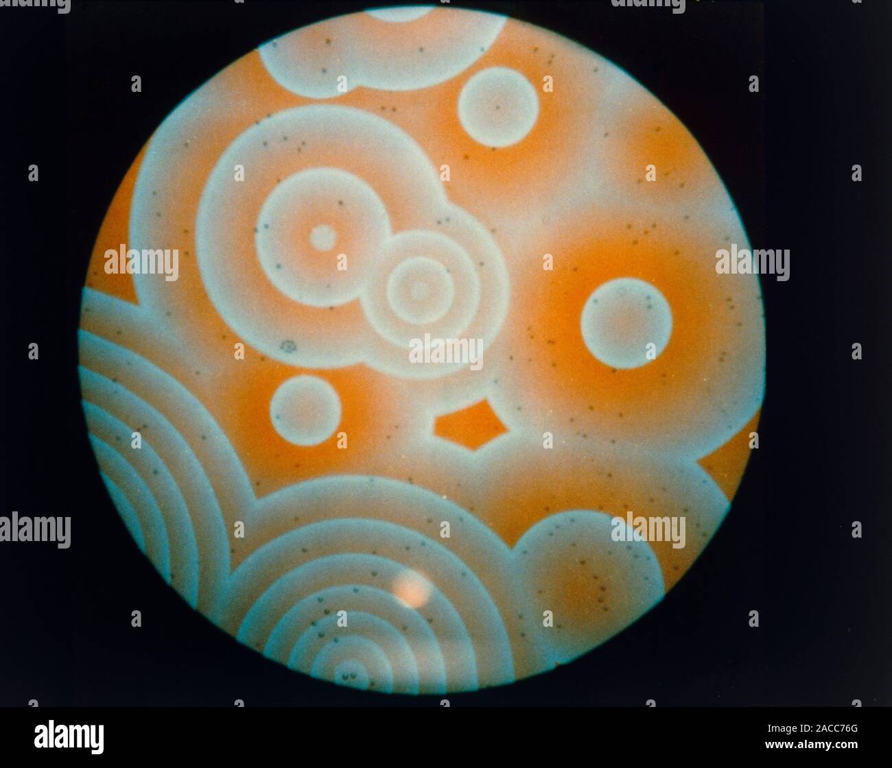 Two-dimensional waves of chemical change in a shallow dish containing Belousov-Zhabotinsky reagent. The waves radiate from point sources at a uniform Stock Photo