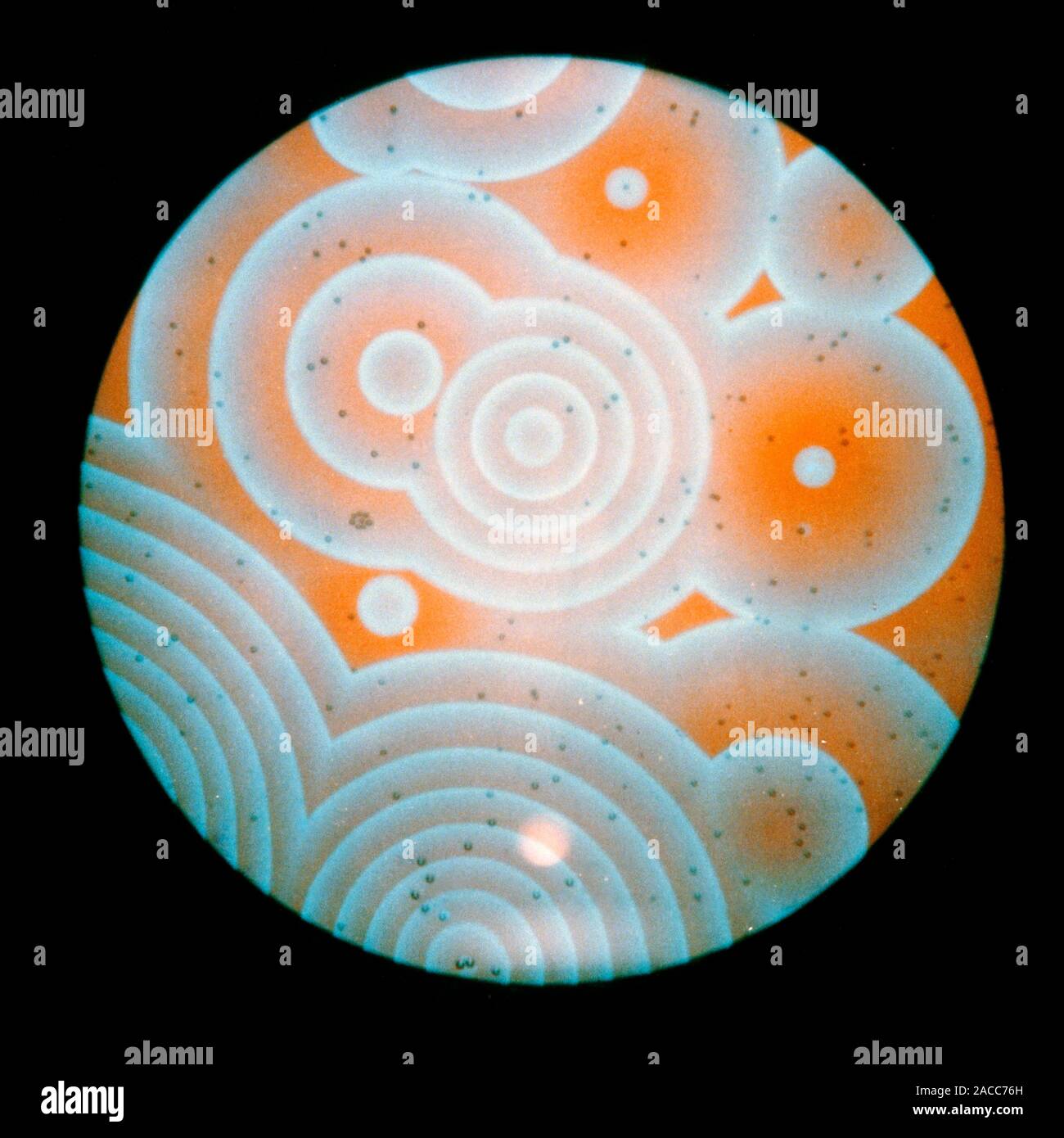 Two-dimensional waves of chemical change in a shallow dish containing Belousov-Zhabotinsky reagent. The waves radiate from point sources at a uniform Stock Photo