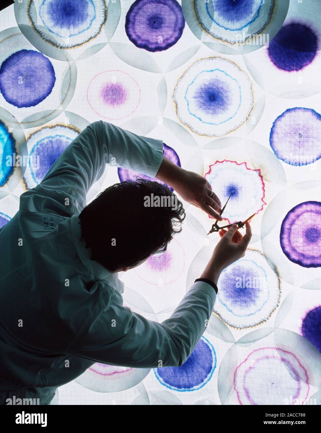 Paper chromatography. A scientist studying a selection of paper chromatograms of industrial dyes
