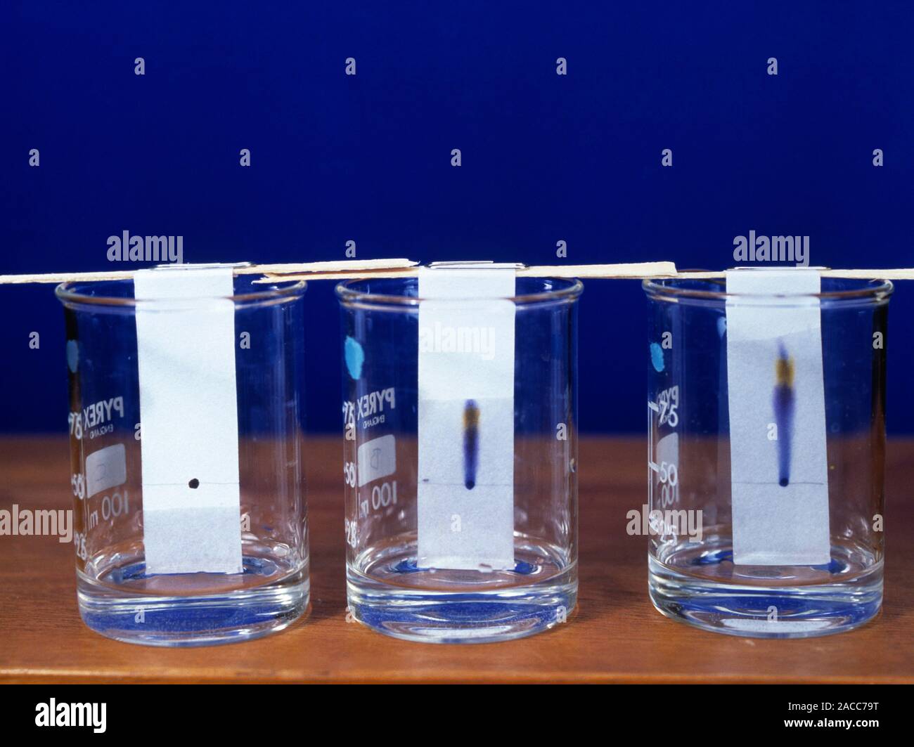 Paper chromatography. Series of chromatograms showing the separation of