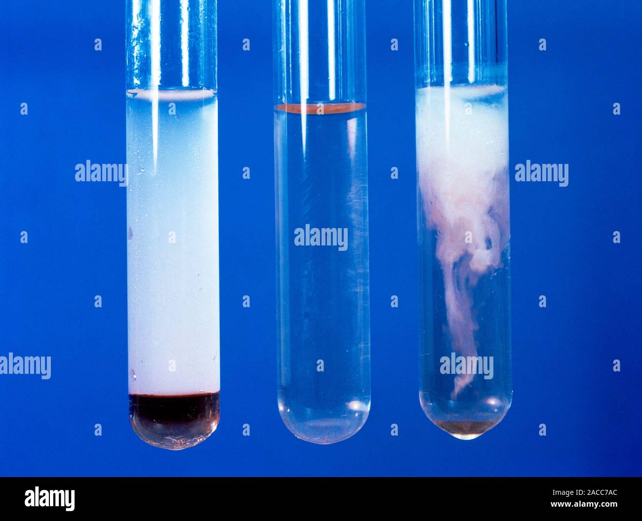 Phenol reactions. Phenol (carbolic acid, C6H5OH) dissolved in water