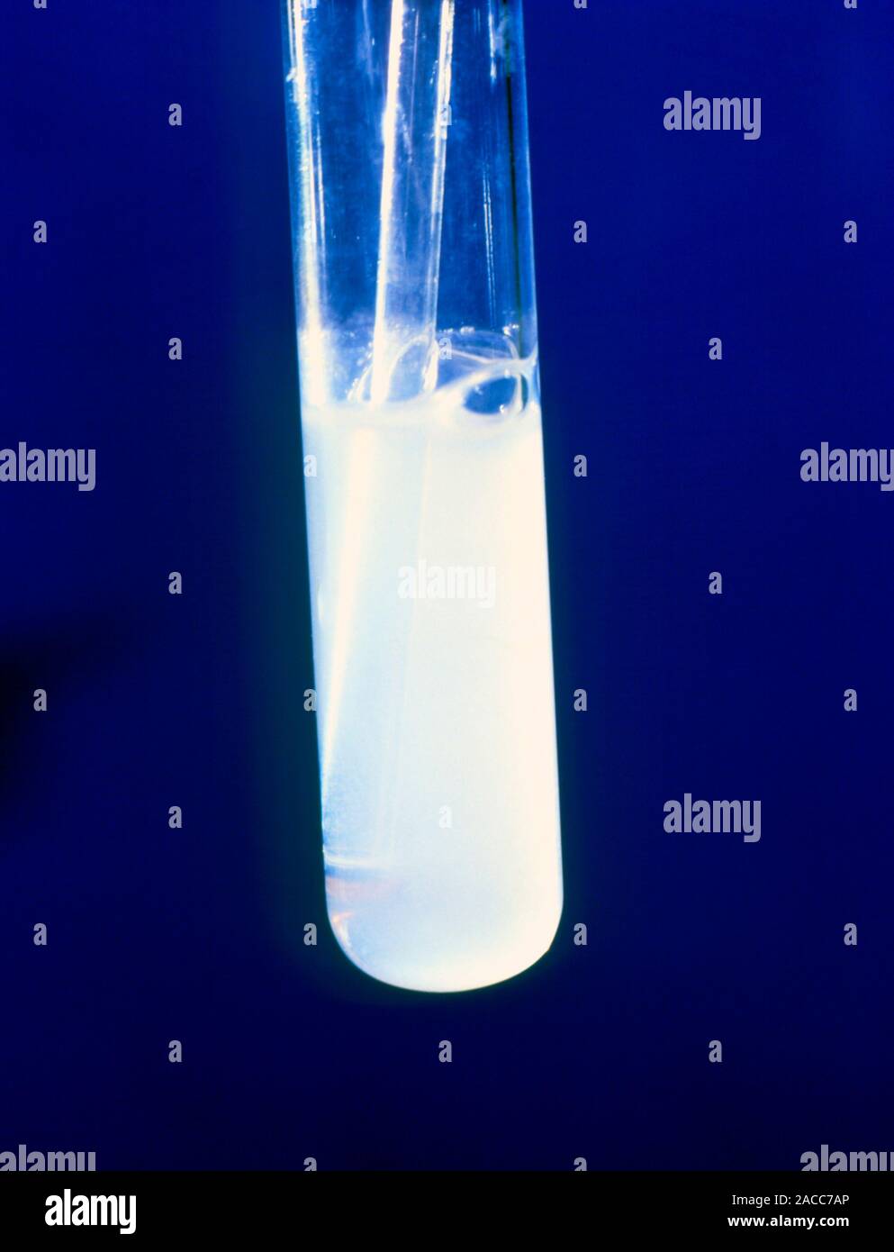 Carbon dioxide test. Image 2 of 2. Test tube of limewater after a