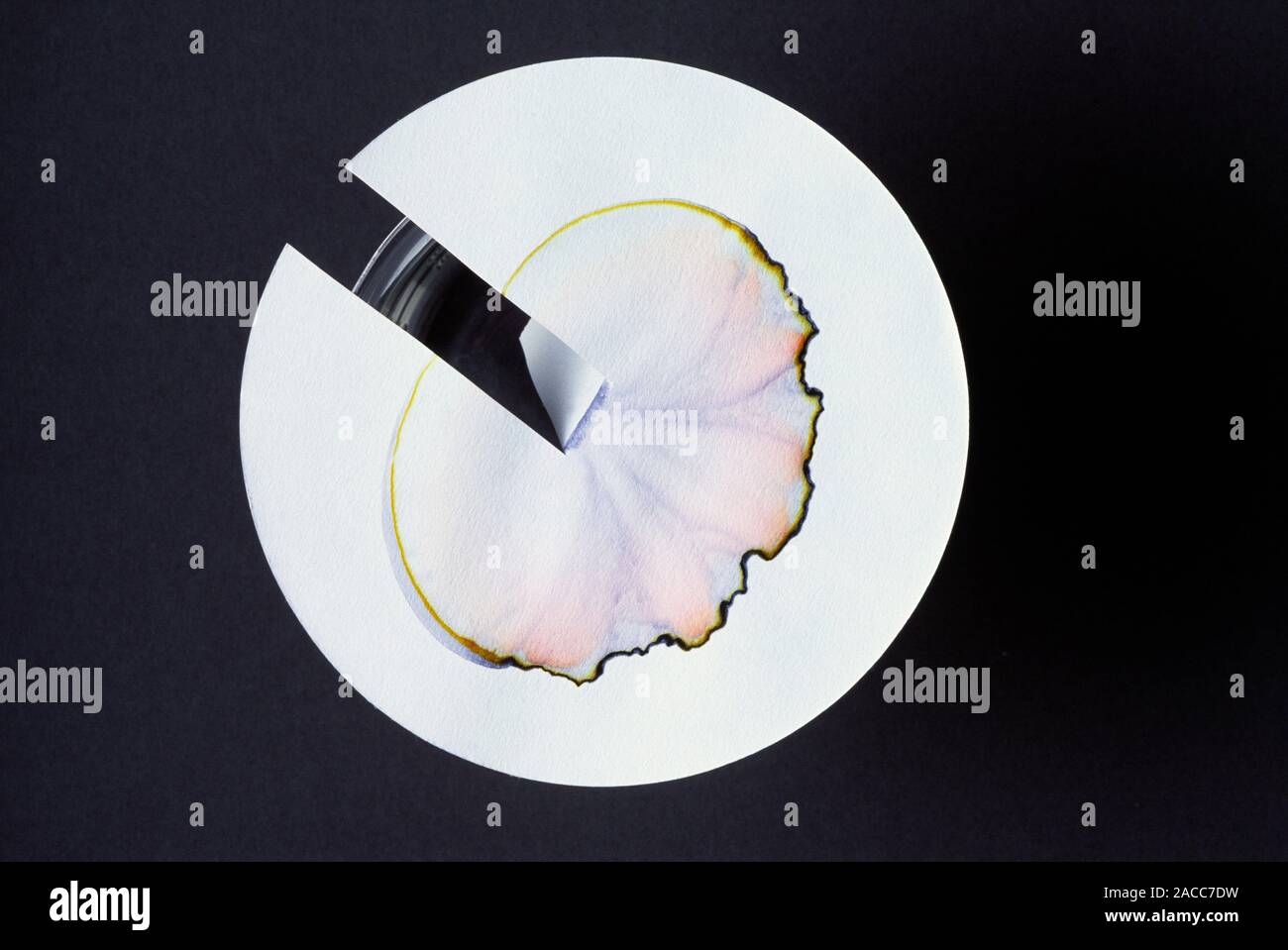 Paper chromatography. Chromatogram showing the composition of black ink