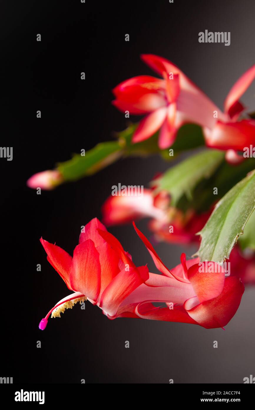Christmas cactus (Schlumbergera) in full flower. Stock Photo