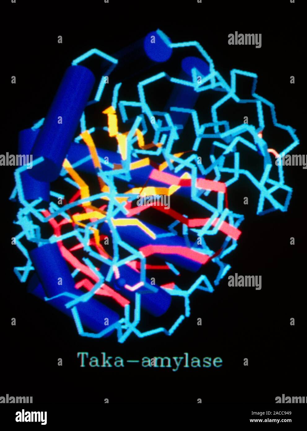 Computer graphics representation of taka amylase, an enzyme. Amylases