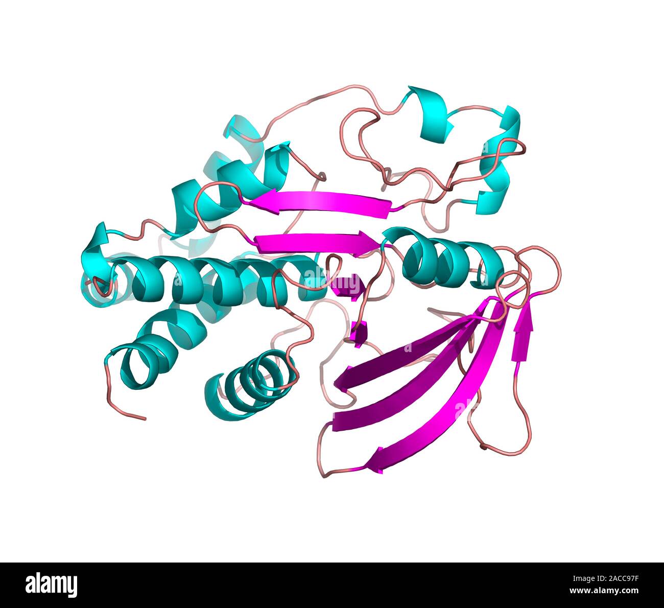 Protein tyrosine phosphatase molecule. Computer model of the secondary ...