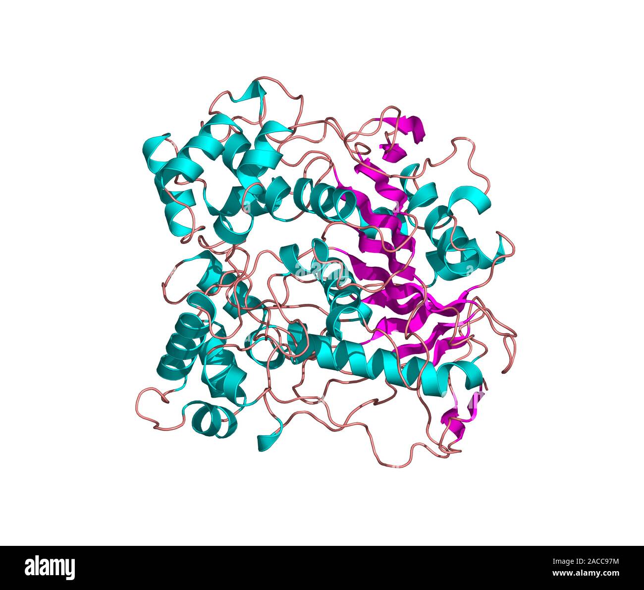 Lipase molecule. Computer model showing the secondary structure of