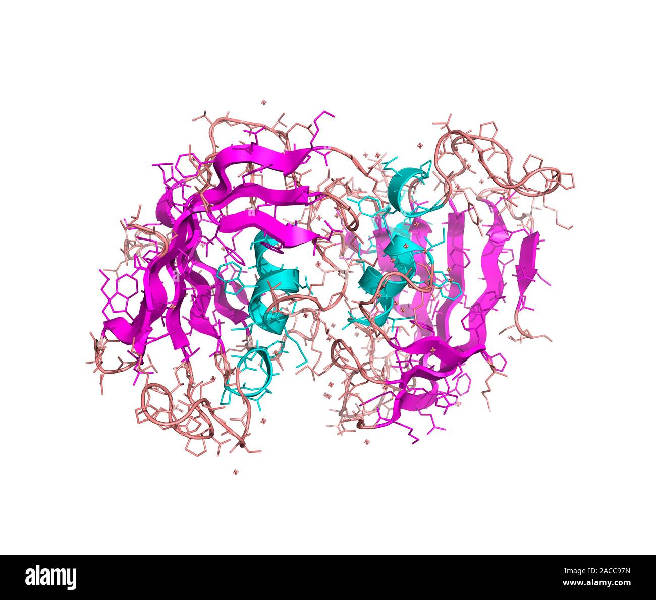 FK506-binding protein molecule. Computer model showing the primary ...