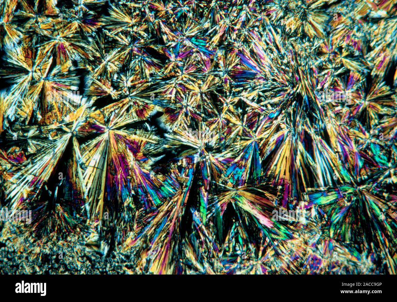 Polarised light micrograph of crystals of thiamin, also known as