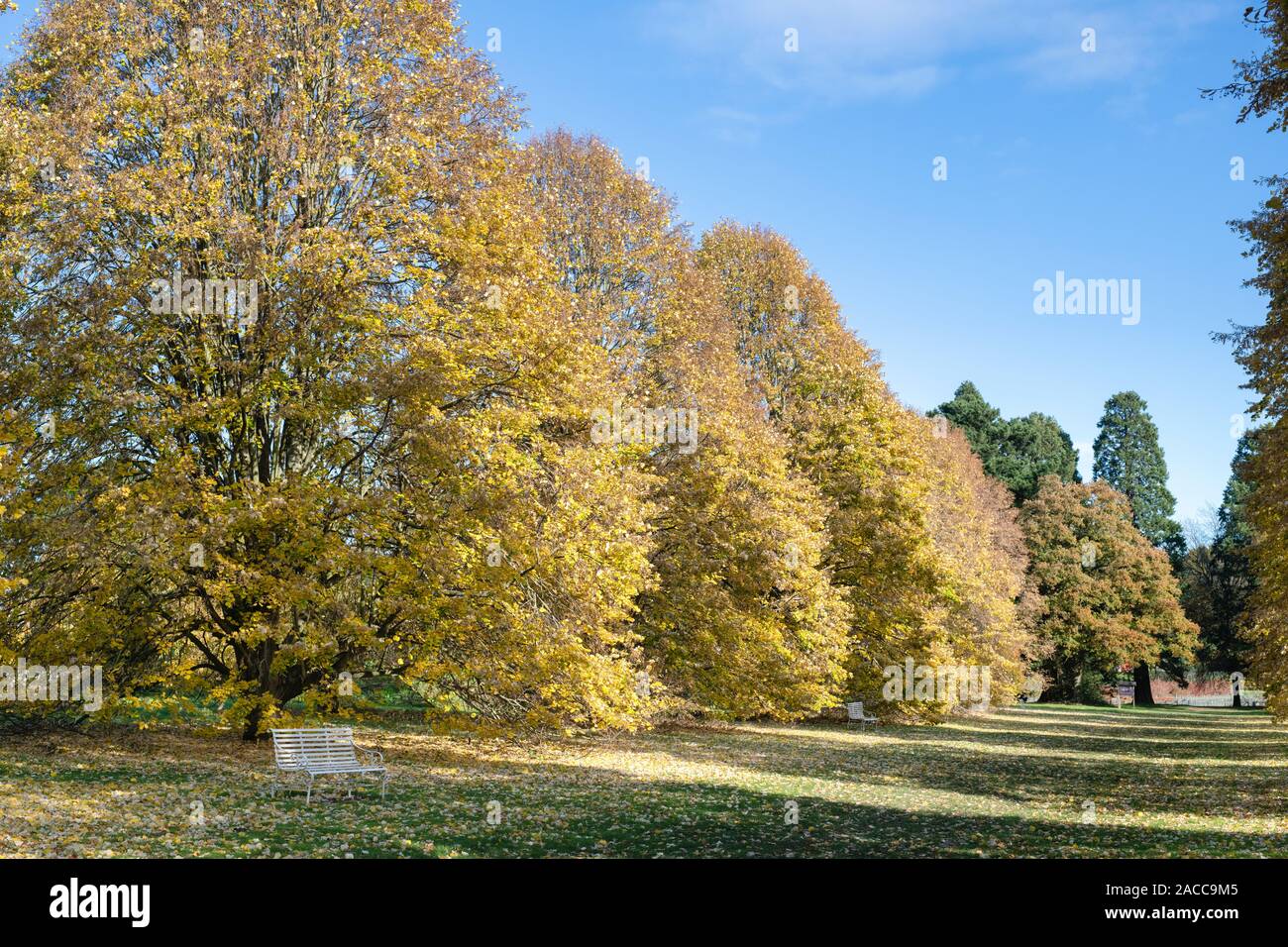 Tilia tomentosa. Silver lime tree foliage in autumn at RHS Wisley Gardens, Surrey, England Stock Photo