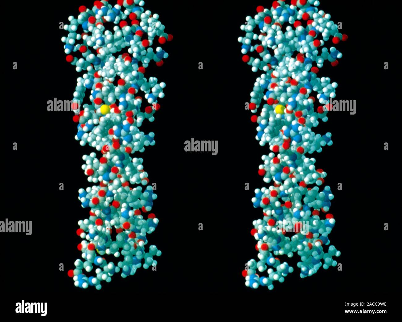 Keratin. Molecular graphic showing two molecules of keratin - the ...