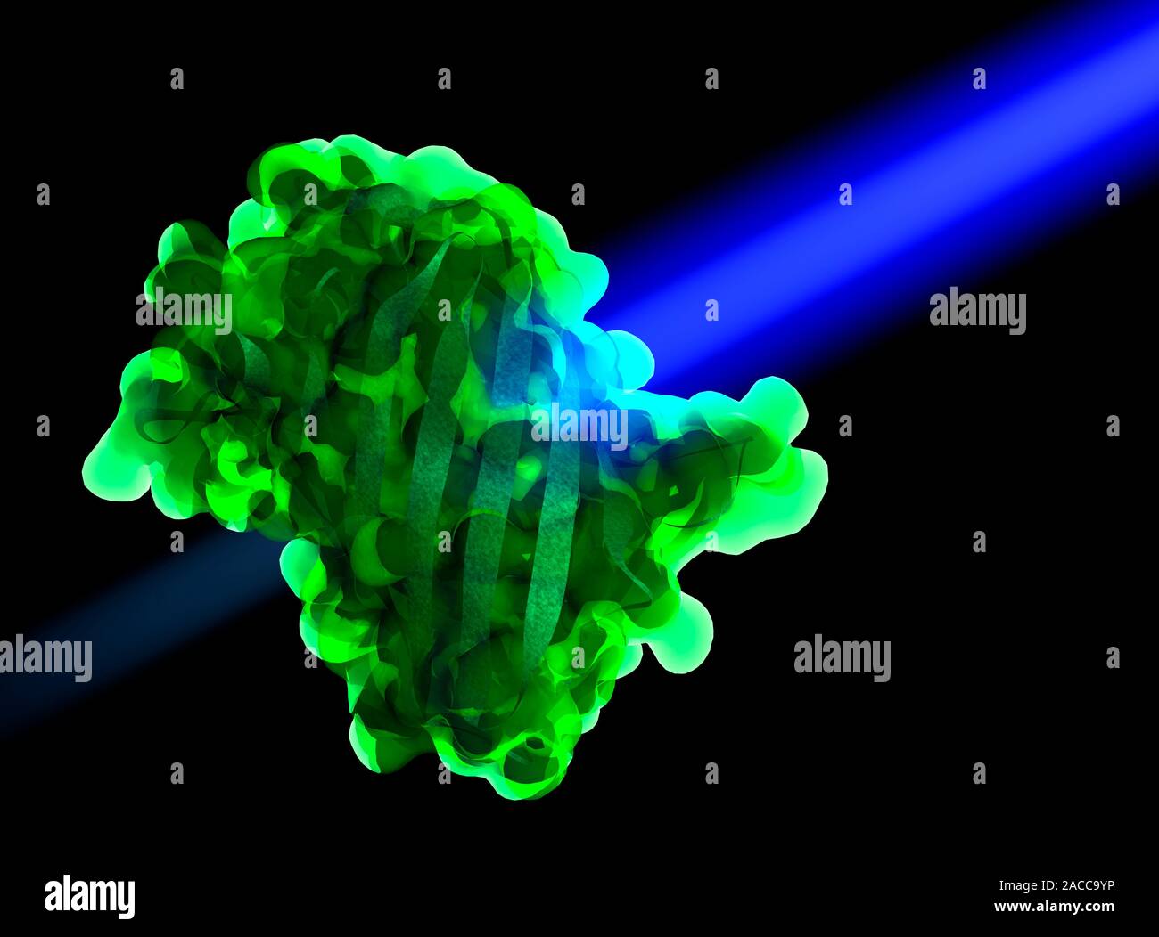 Green fluorescent protein. Computer artwork of the molecular structure ...