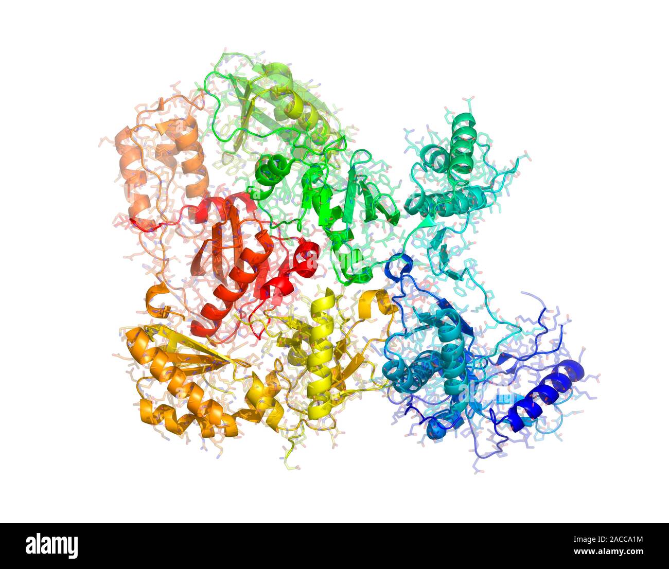Reverse transcriptase enzyme from HIV, molecular model. This enzyme is ...