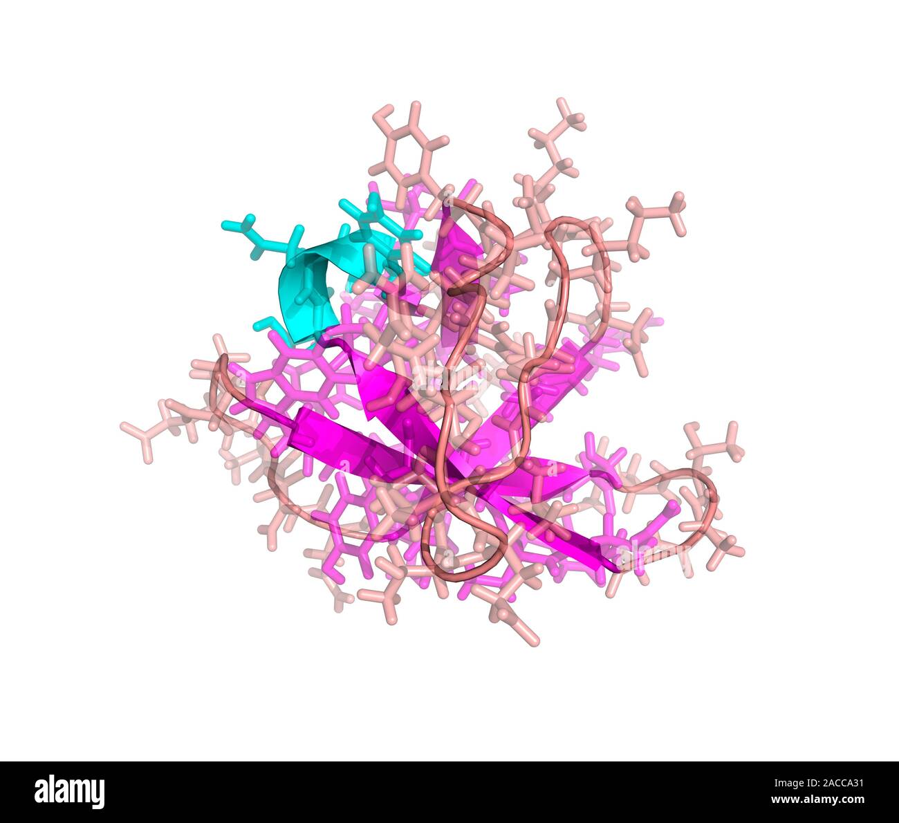 Src protein domain. Computer model showing the primary (rods) and ...
