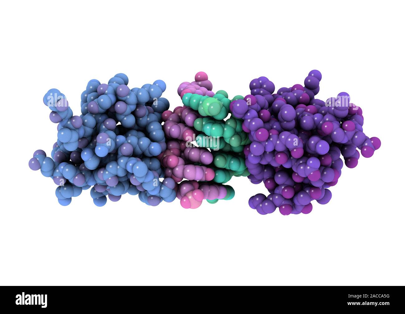 RNA-editing enzyme. Computer model of a left-handed, RNA double helix ...