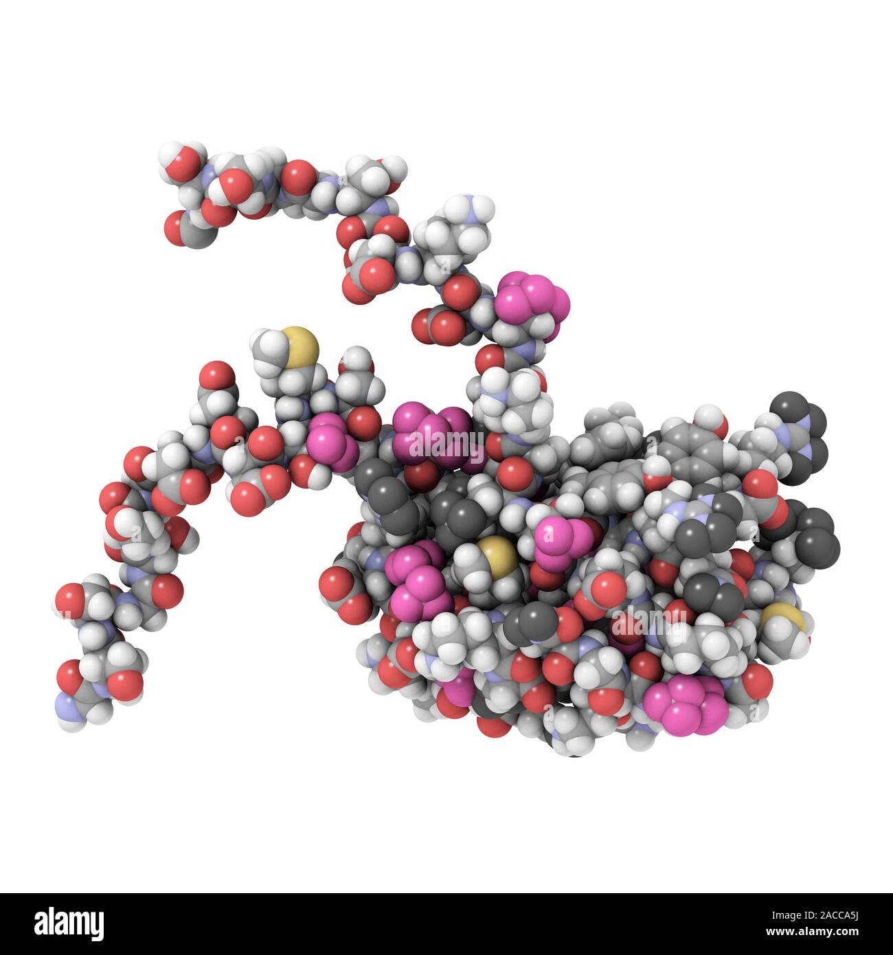 RNA-binding protein. Computer model of the RNA-binding protein ACF ...