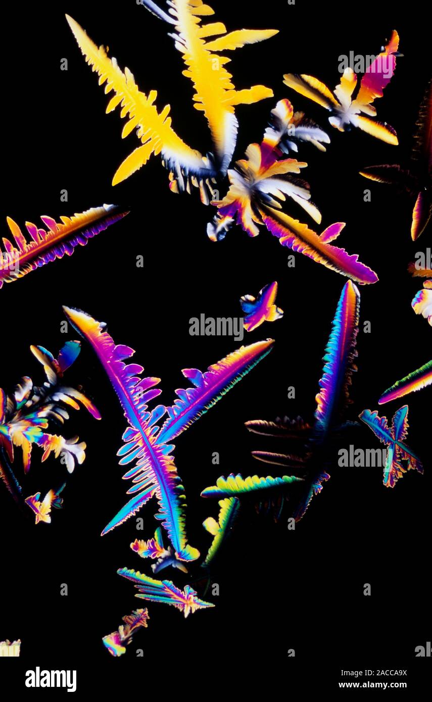 Polarised light micrograph of cortisol, or hydro- cortisone, the chief ...