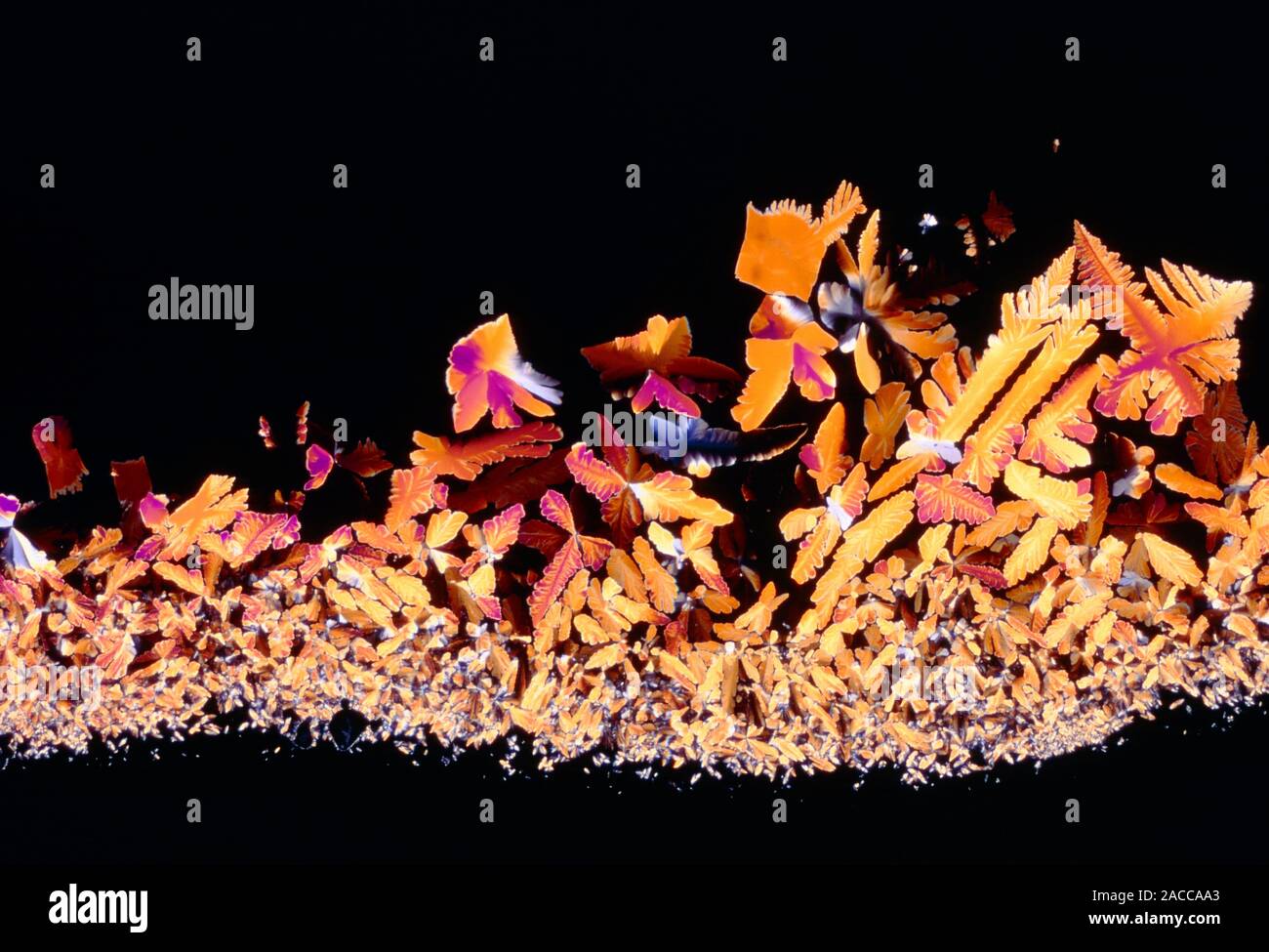Polarised light micrograph of cortisol, or hydro- cortisone, the chief ...