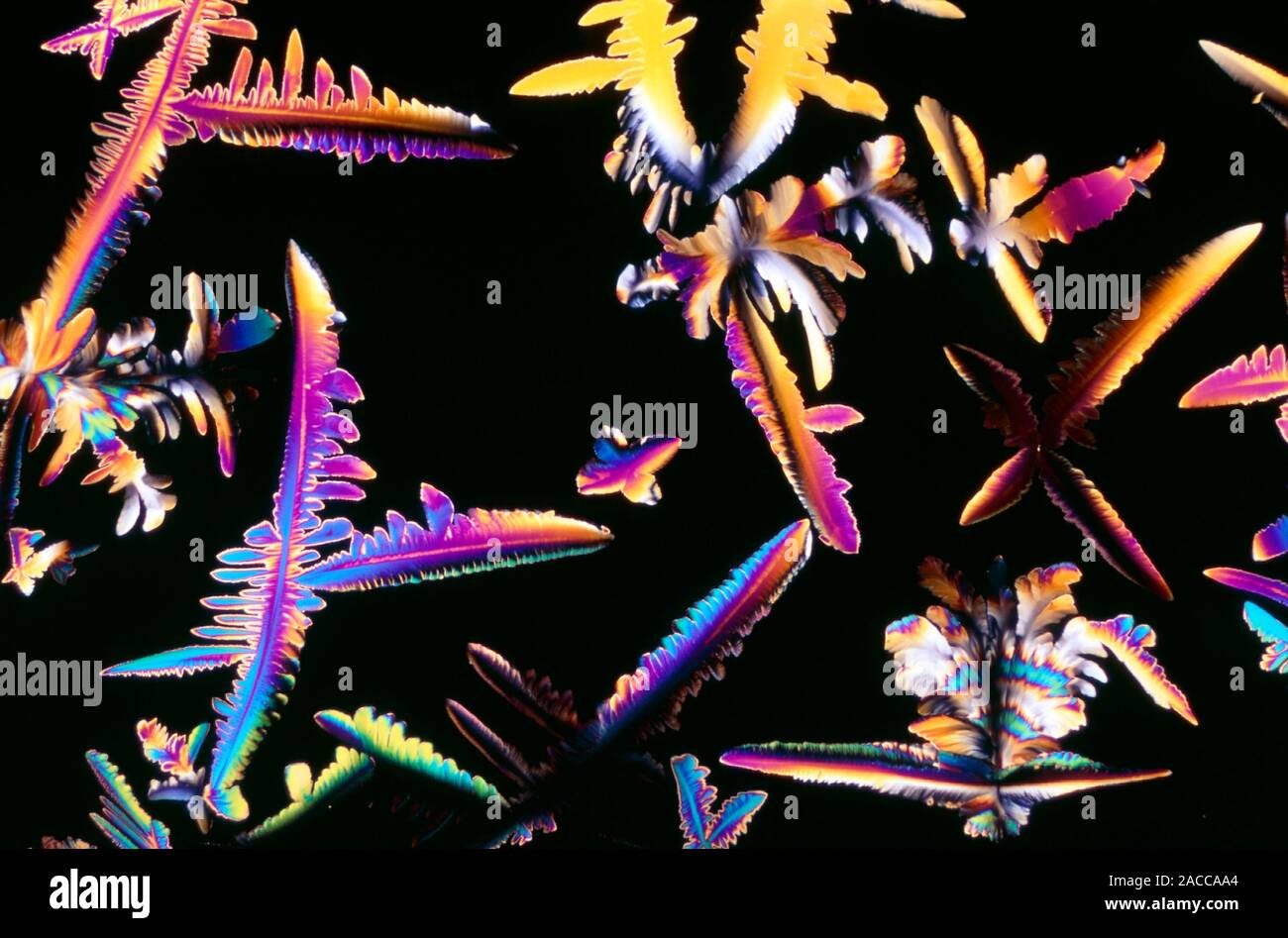Polarised light micrograph of cortisol, or hydro- cortisone, the chief ...