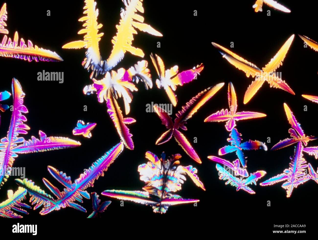 Polarised light micrograph of cortisol, or hydro- cortisone, the chief ...