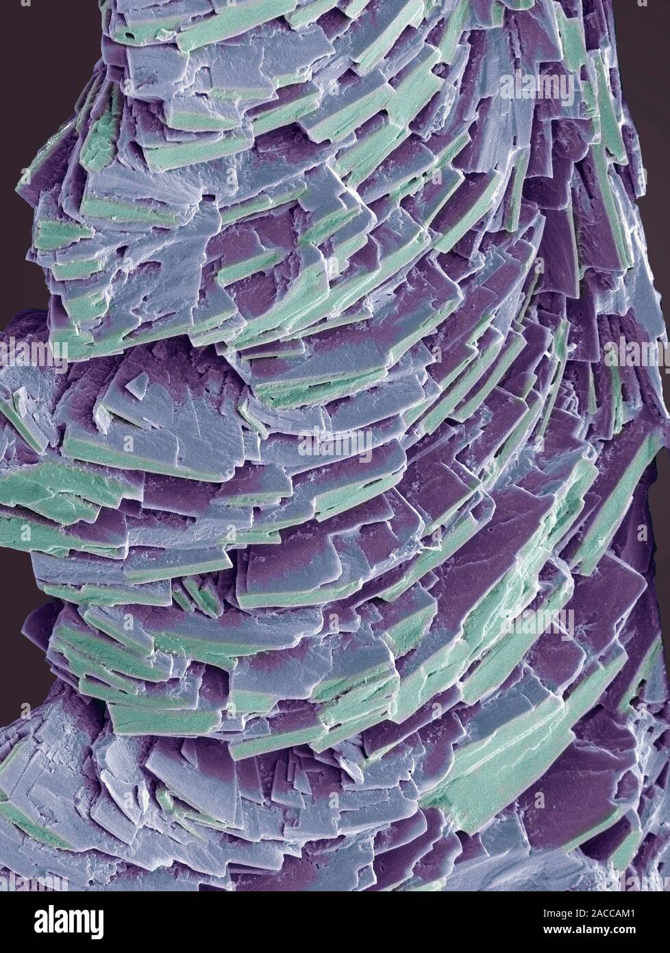 Antihistamine drug crystals, coloured scanning electron micrograph (SEM