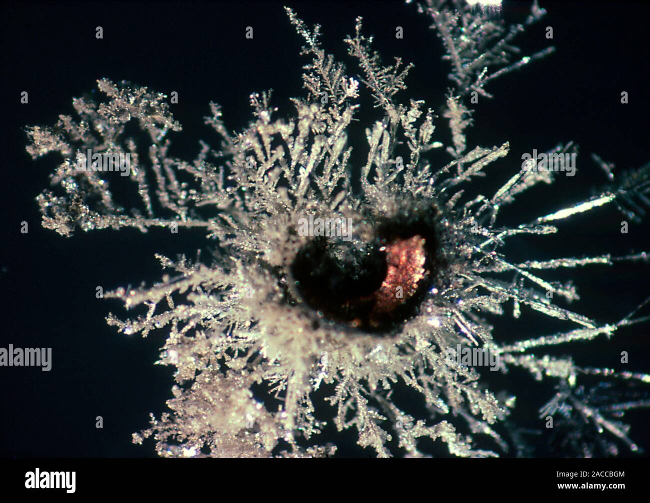 Light micrograph in incident illumination of crystalline silver deposited on a copper wire