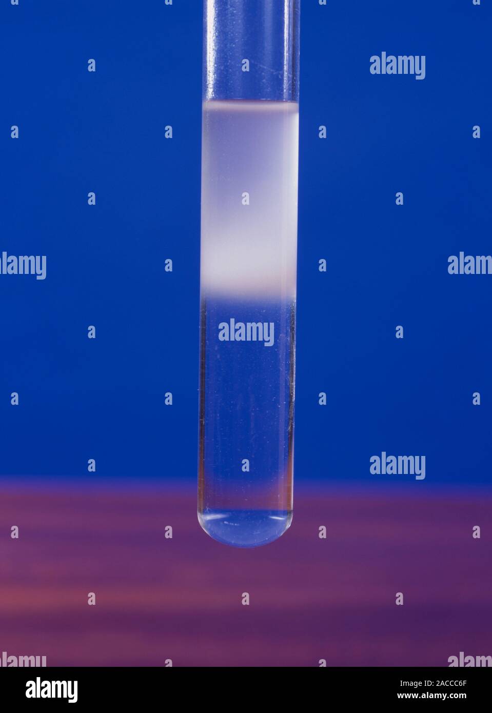 Emulsion test for lipids. Image 3 of 3. The food to be tested is broken