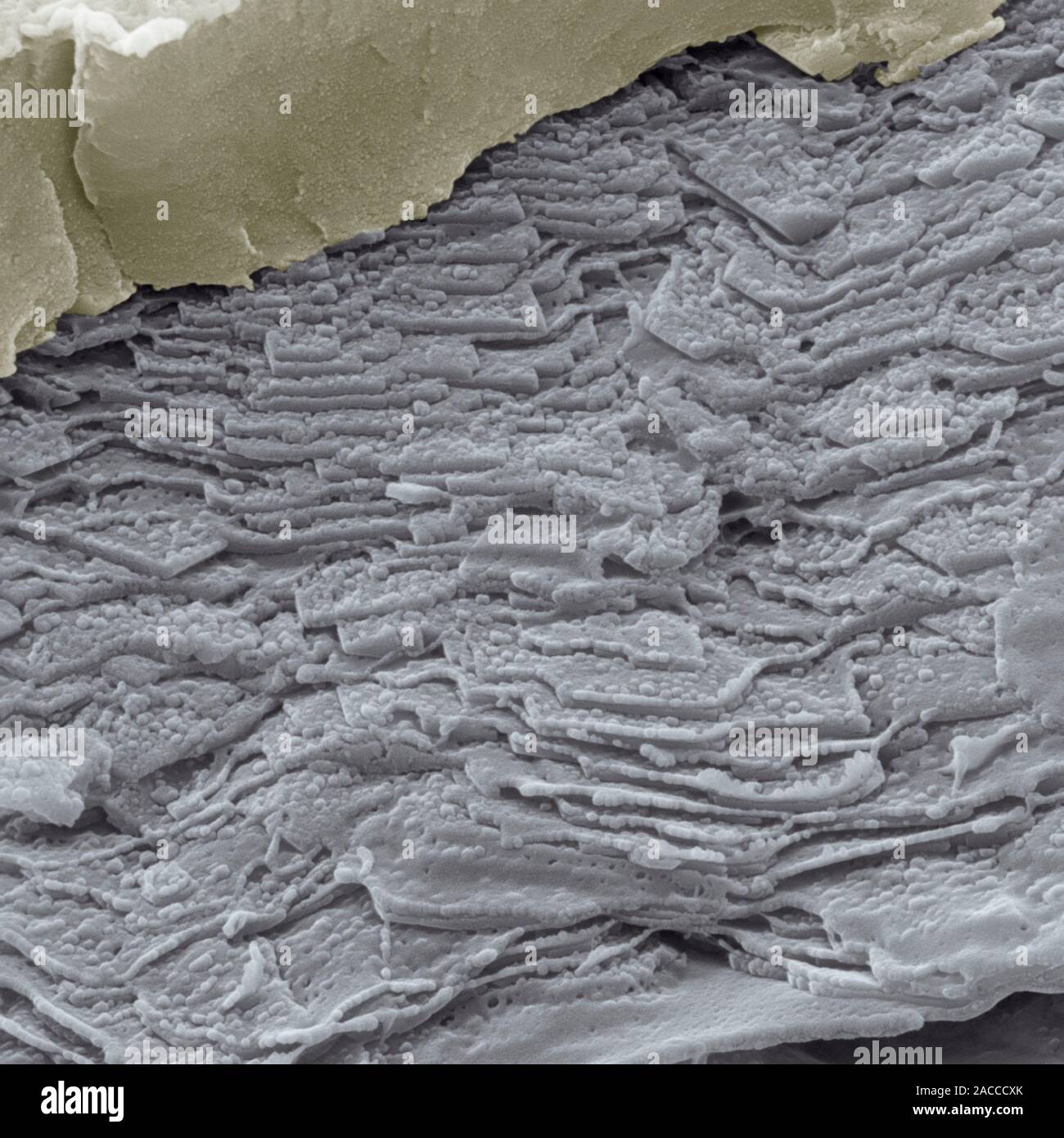 Synthetic abalone shell. Coloured scanning electron micrograph (SEM) of ...