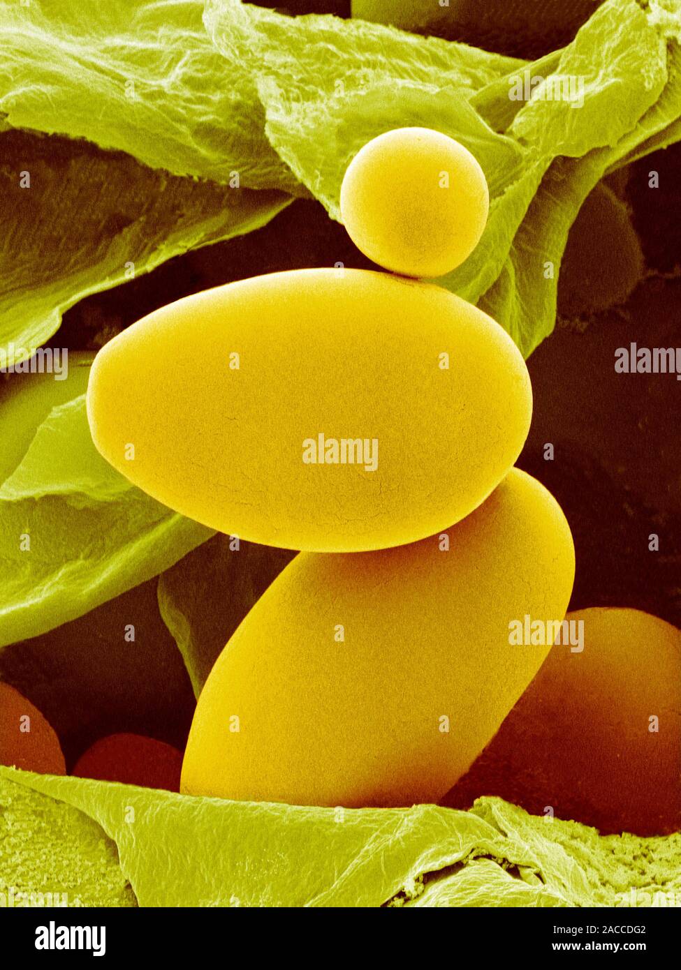 Potato starch. Coloured scanning electron micrograph (SEM) of starch ...