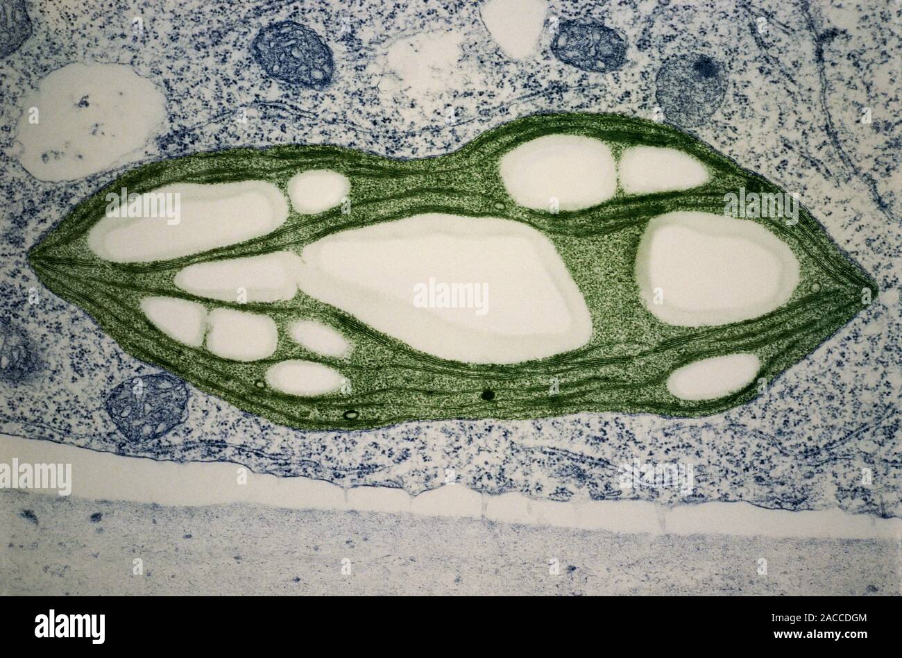 False colour transmission electron micrograph of a chloroplast in the
