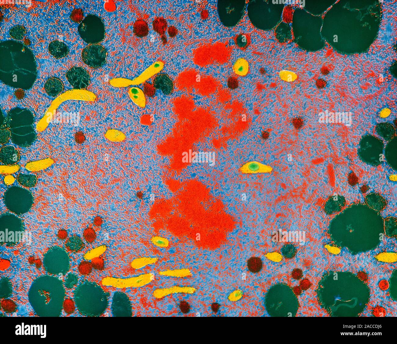 False colour transmission electron micrograph of a dividing cell ...