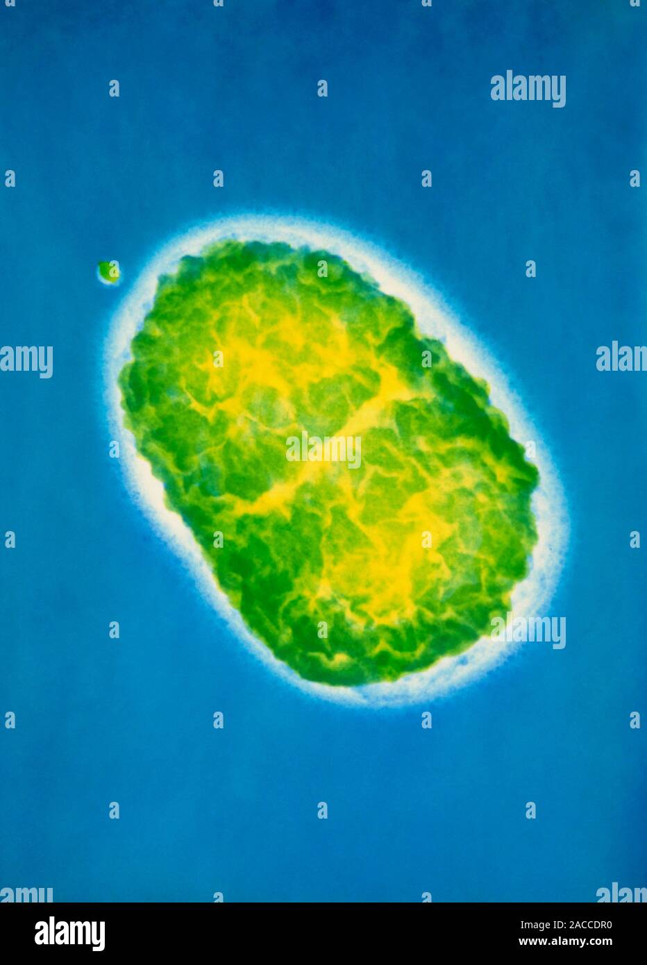 False colour transmission electron micrograph (TEM) of a single ...