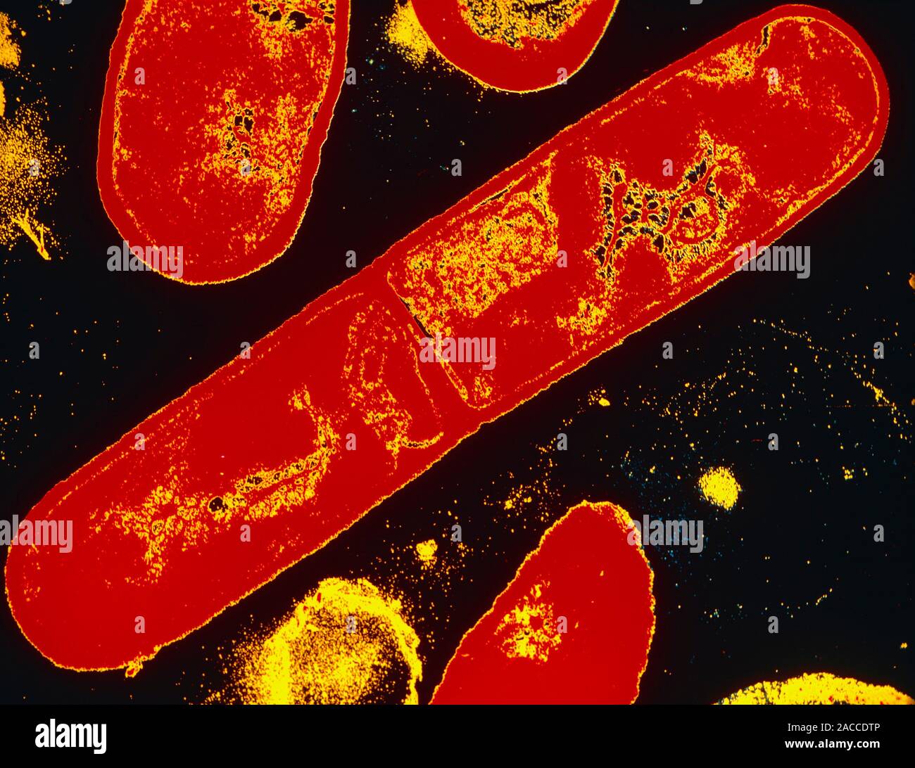 False-colour transmission electron micrograph of Bacillus subtilis, a ...