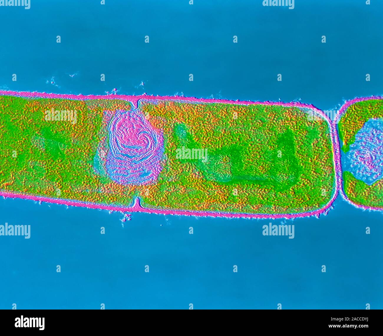 False-colour transmission electron micrograph (TEM) of Bacillus ...