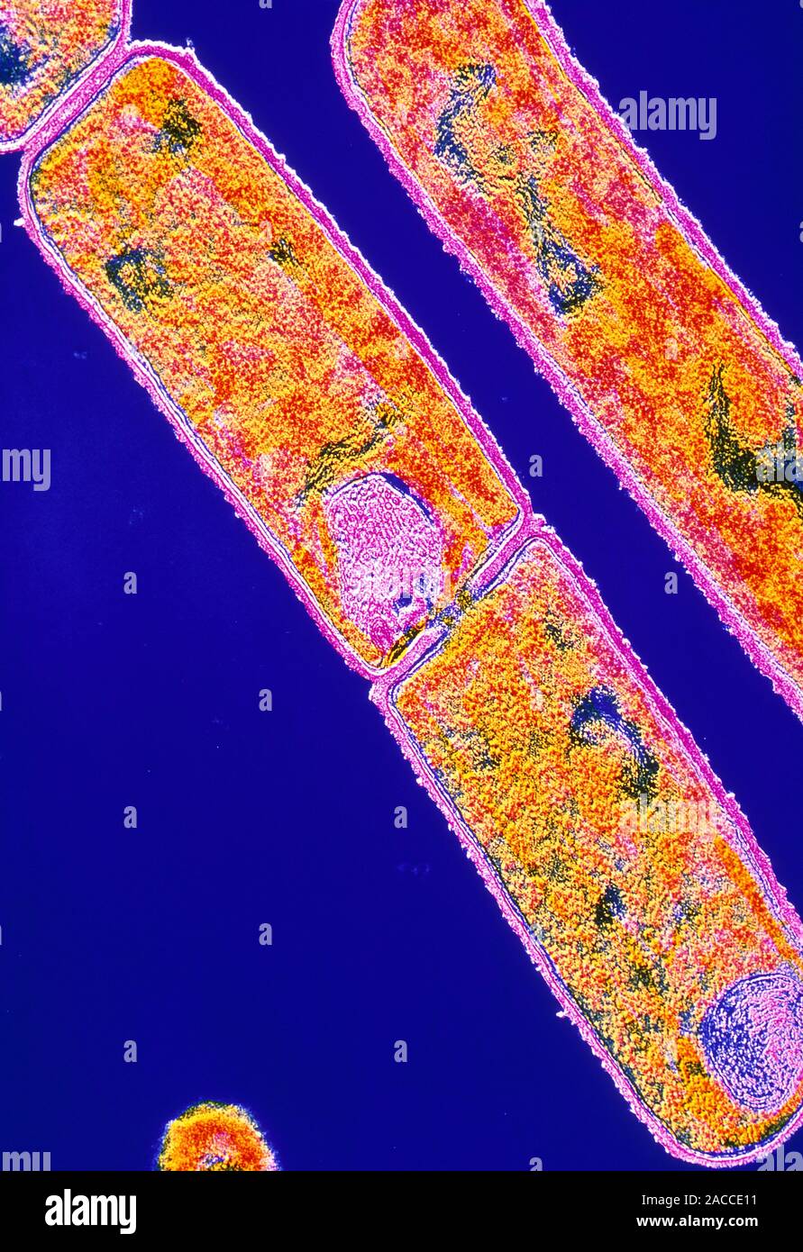 False-colour transmission electron micrograph (TEM) of Bacillus ...