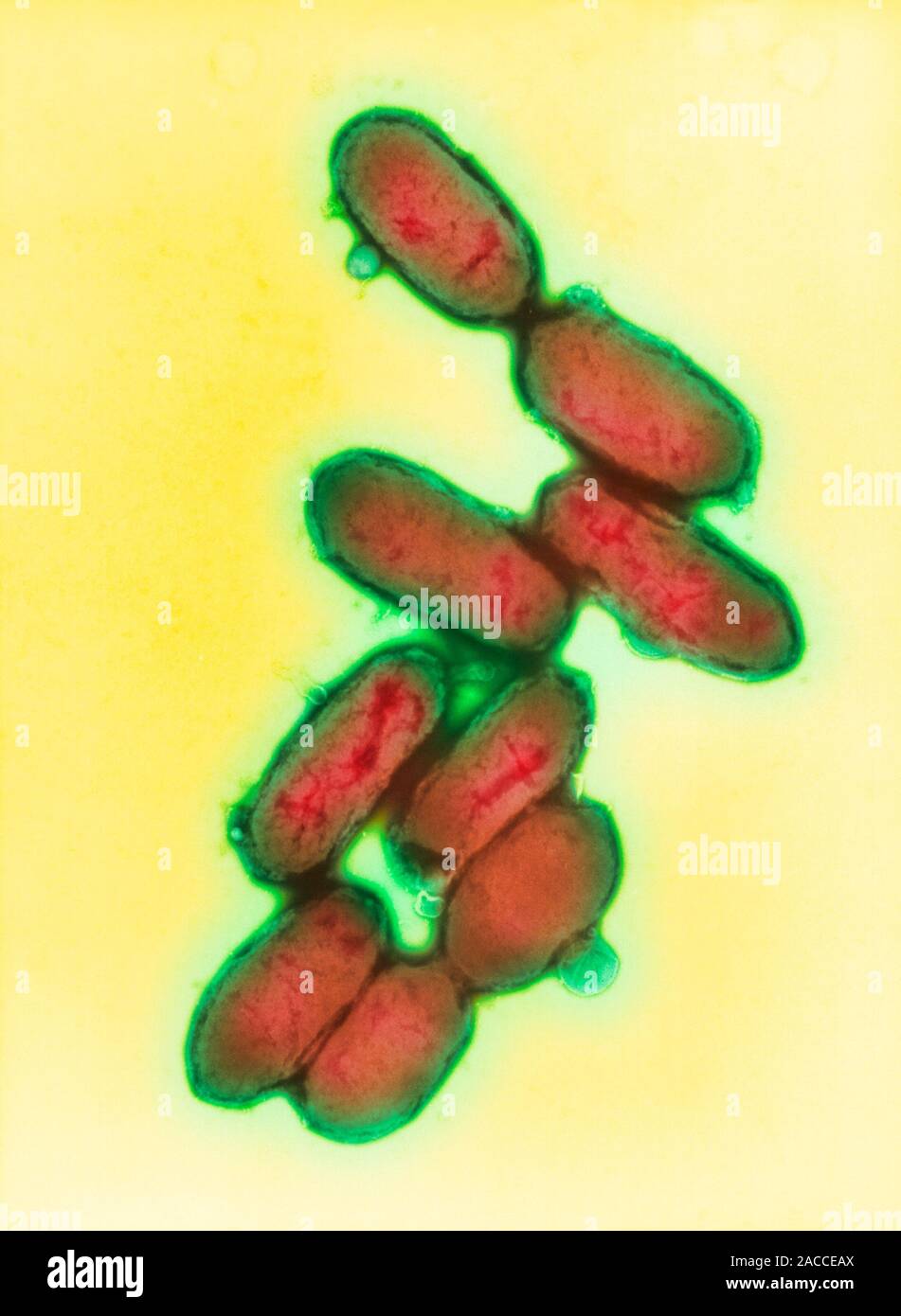 Yersinia pestis. Coloured transmission electron micrograph (TEM) of a